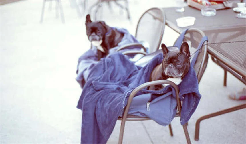 Síndrome del Remanente Ovárico en Gatas: Soluciones Definitivas