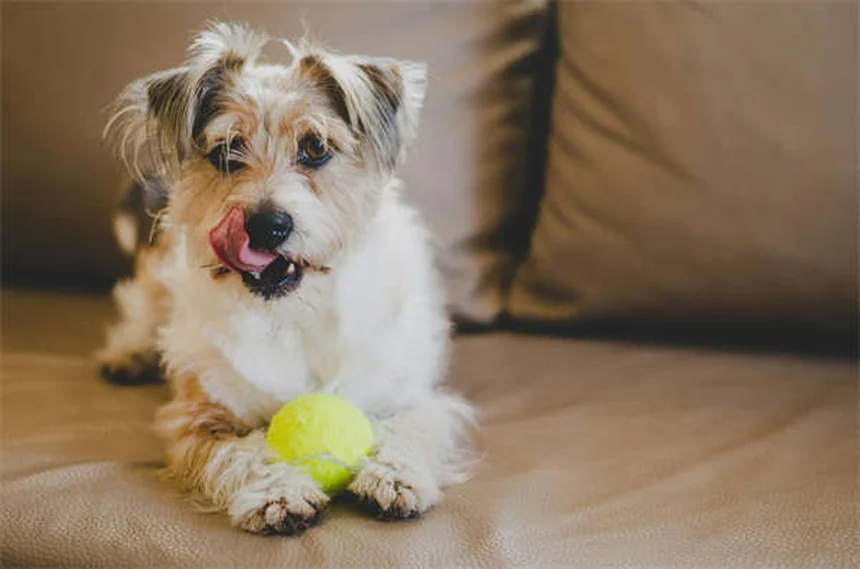Hurones como mascotas: todo lo que necesitas saber para su cuidado