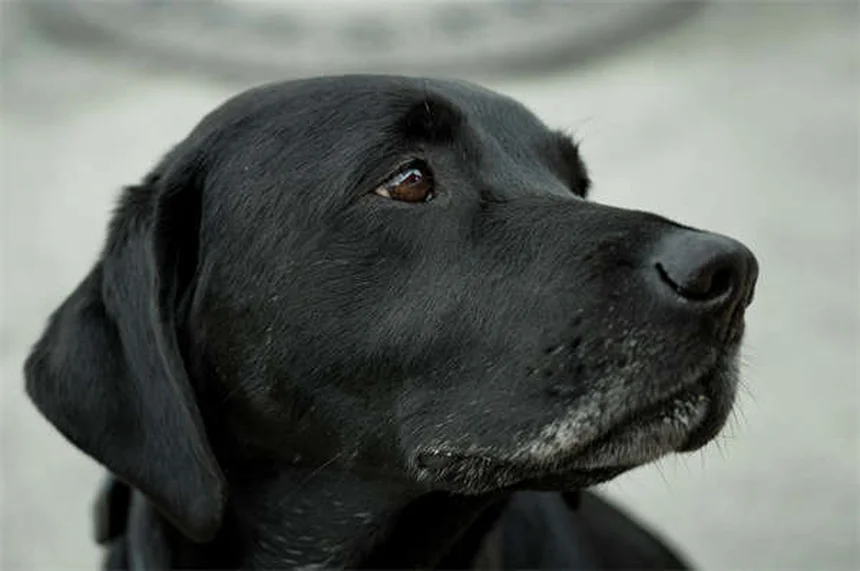 Hurones como mascota: Costes reales y cuidados esenciales en España