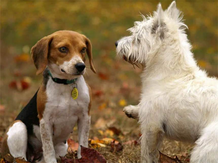 Los mejores premios para adiestrar a tu perro: Guía práctica 2024