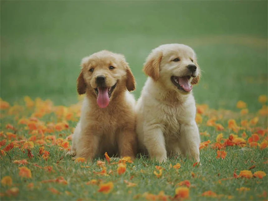 Fístula perianal en perros: síntomas, tratamiento y cómo aliviar el dolor